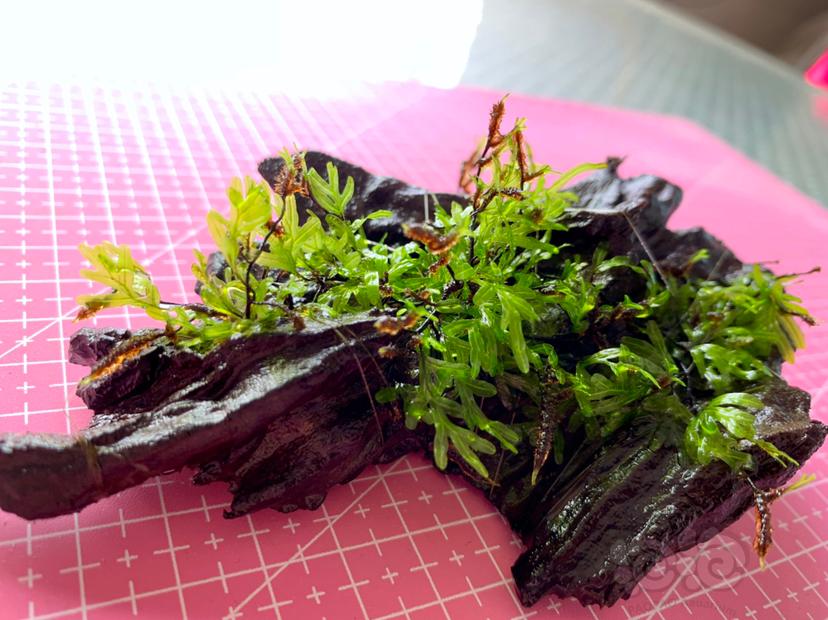 【水草】2021-10-1#RMB拍卖翅脉蕨紫柚沉木定植一块-图4