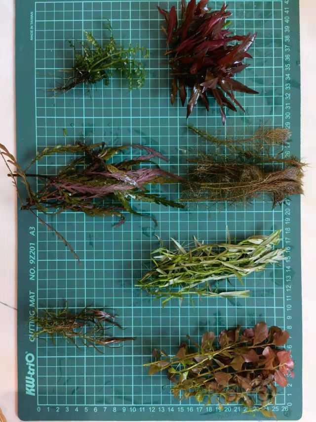 打头草，雨裂，乌苏里，青木蕨，辣椒榕-图5