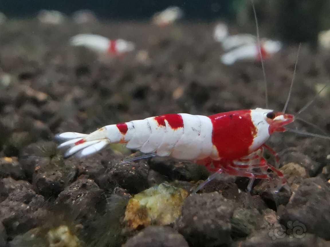 【虾】2021-10-08RMB拍卖#红白水晶虾公虾6只-图2