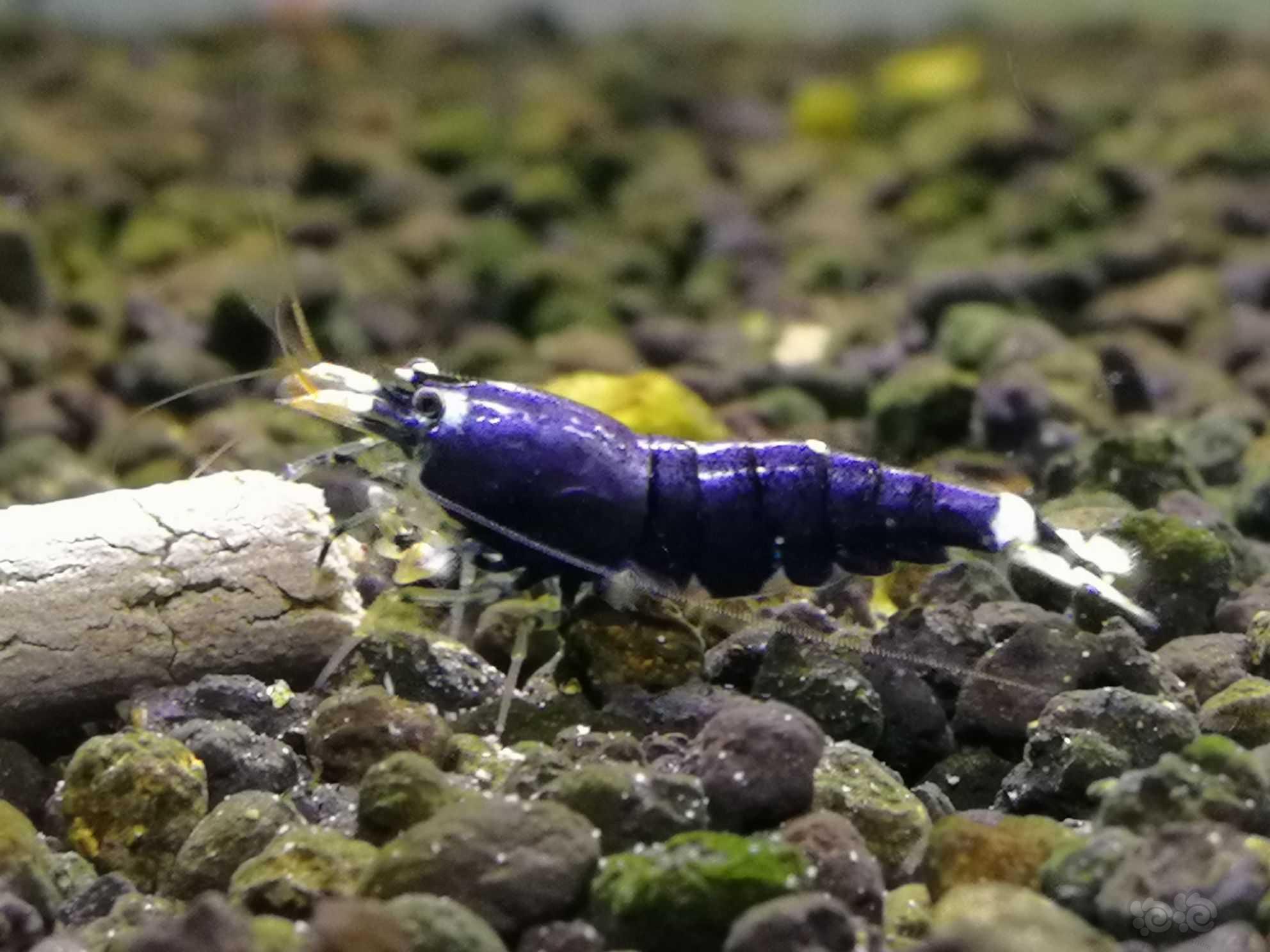 金属紫 水晶虾-图3