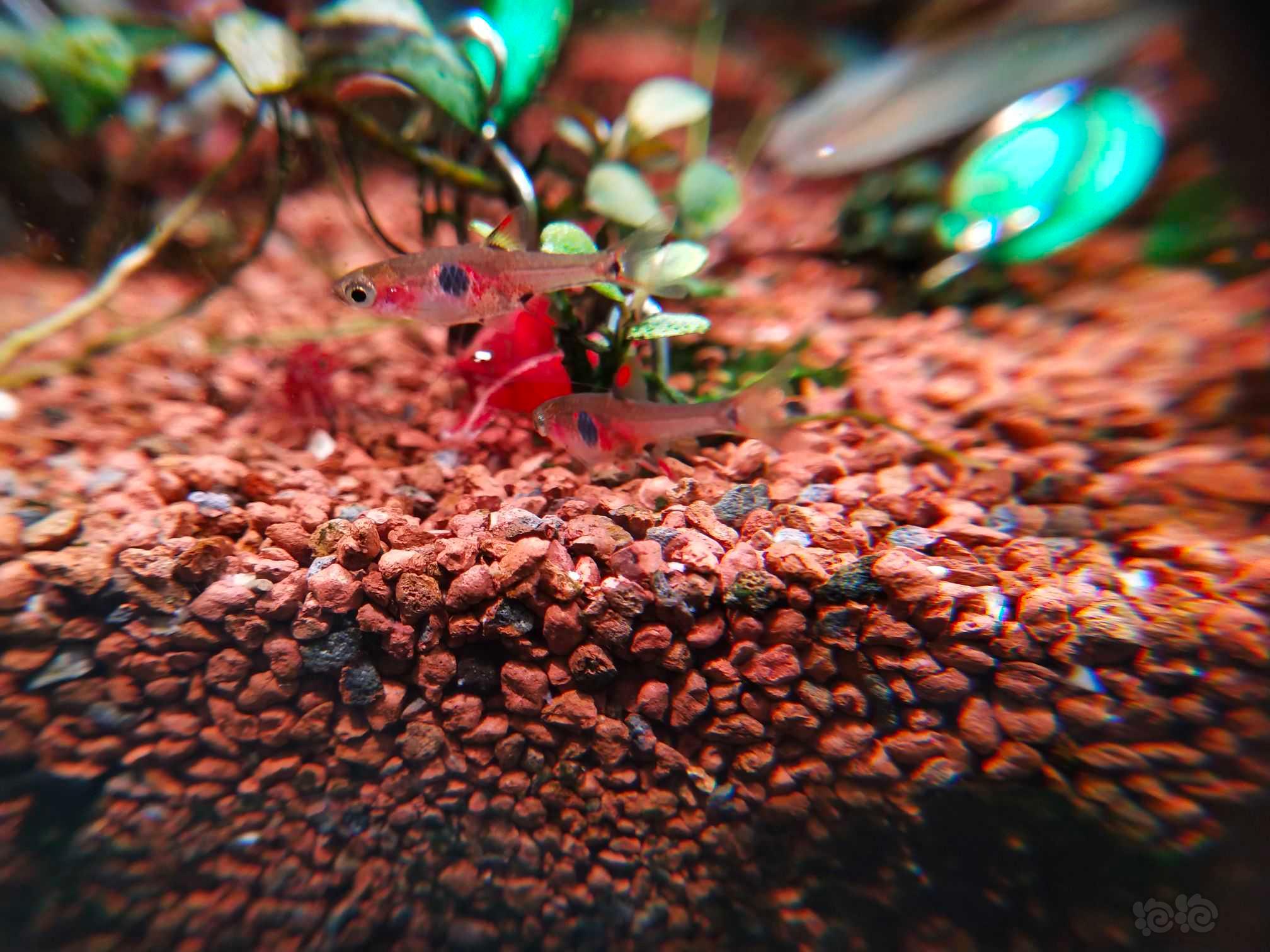 【灯科鱼】可爱的小蚂蚁-图4