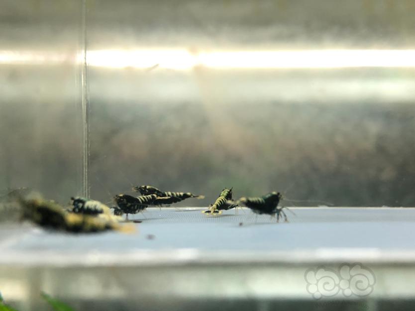 【虾】2021-10-9#RMB拍卖黑银河苗子10只。-图2