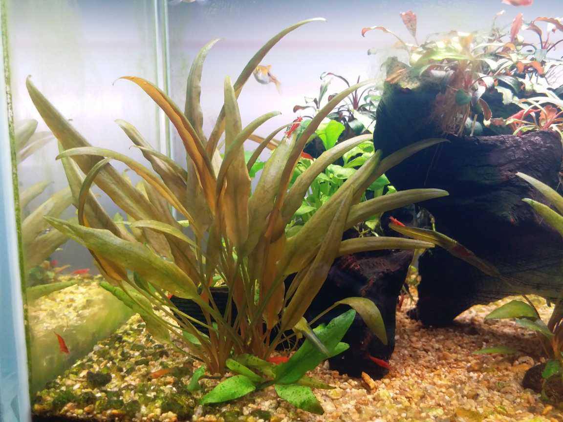 咖啡椒草出售 - 泡泡水族