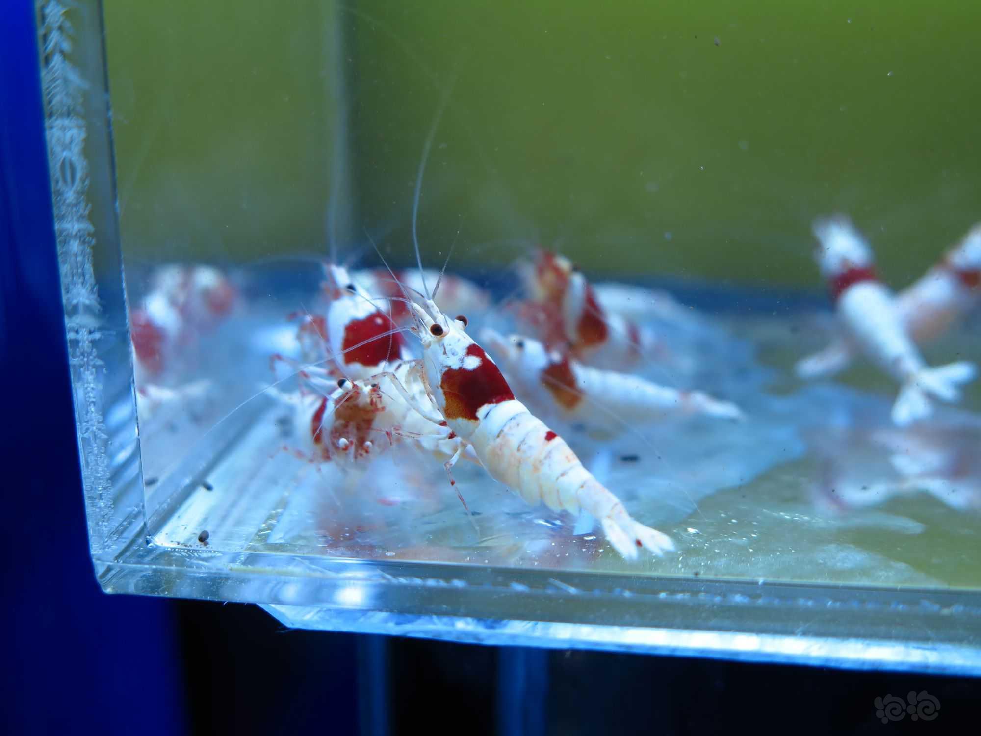 广东出11只红白水晶虾繁殖组-图2