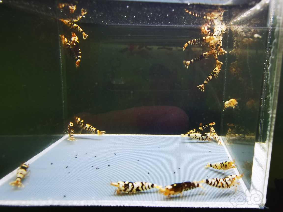 【虾】2021-10-14#RMB拍卖#黑花虎水晶虾一份20只-图2