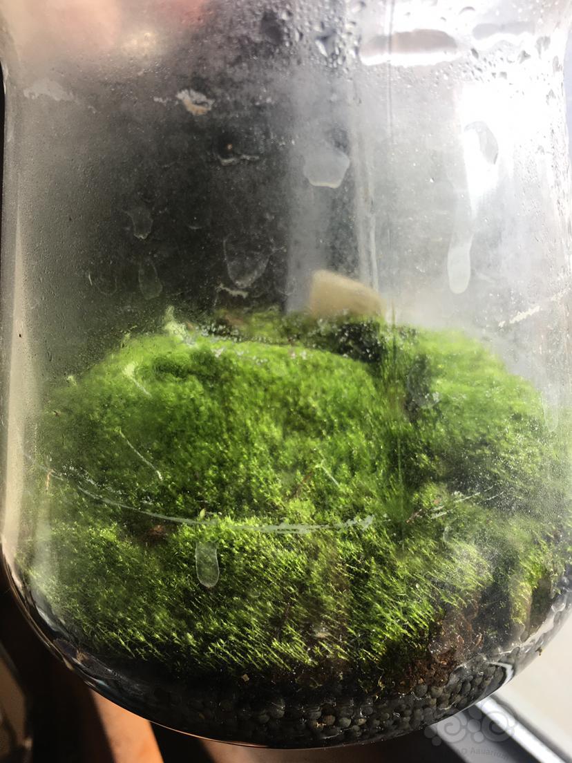 【苔藓】做了个小苔藓缸-图2