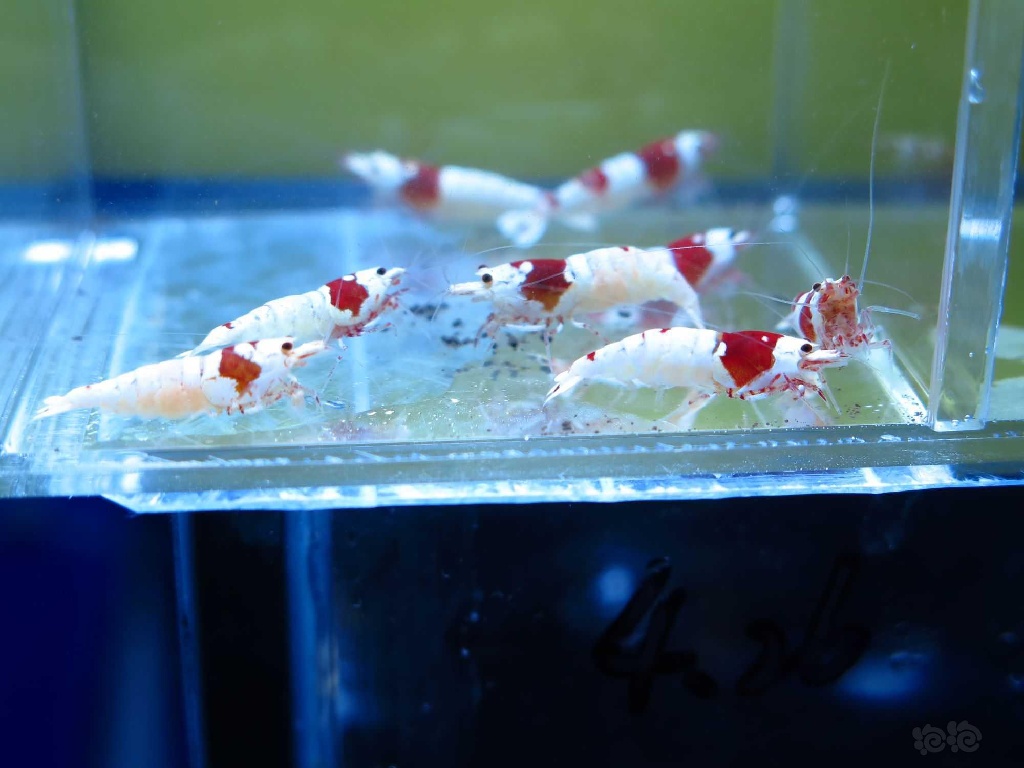 广东出11只红白水晶虾繁殖组-图3