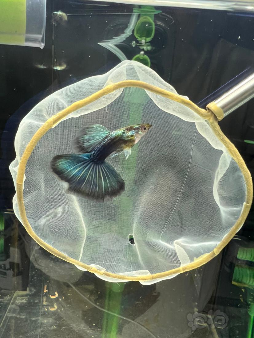孔雀缸“褐藻”“晒鱼”-图8