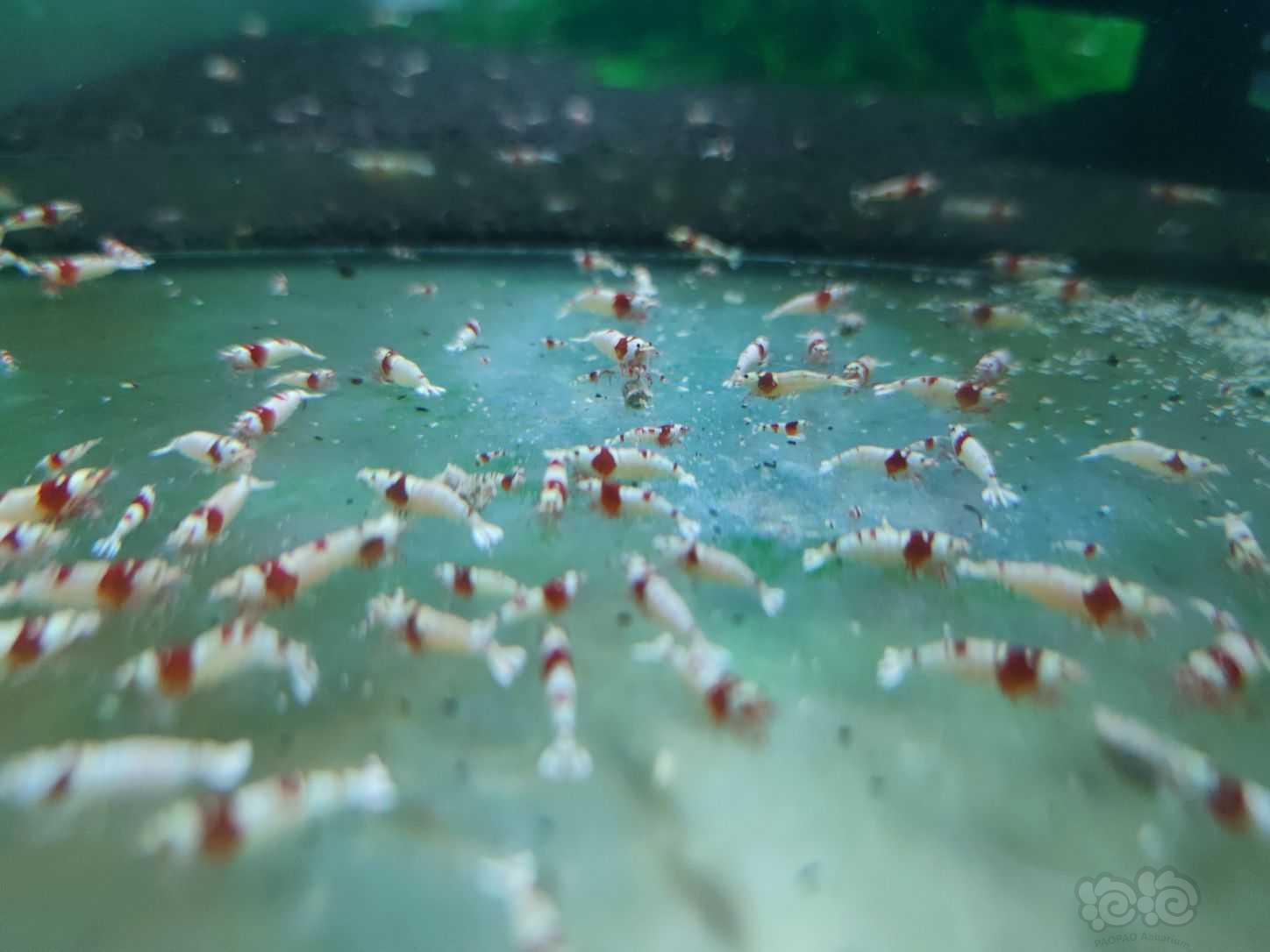 红白纯血水晶虾，百元套餐-图1