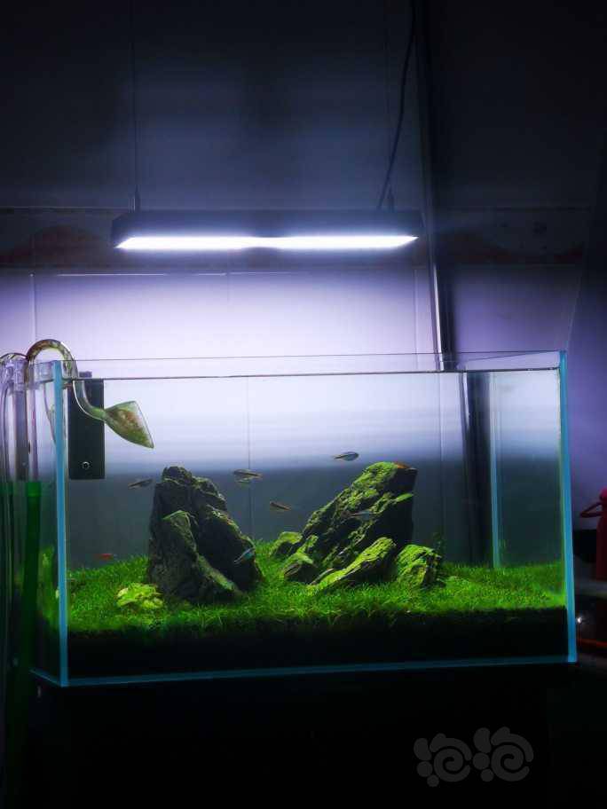 水草交易 低价处理迷你牛毛60缸翻缸,88包邮,无螺无虫.