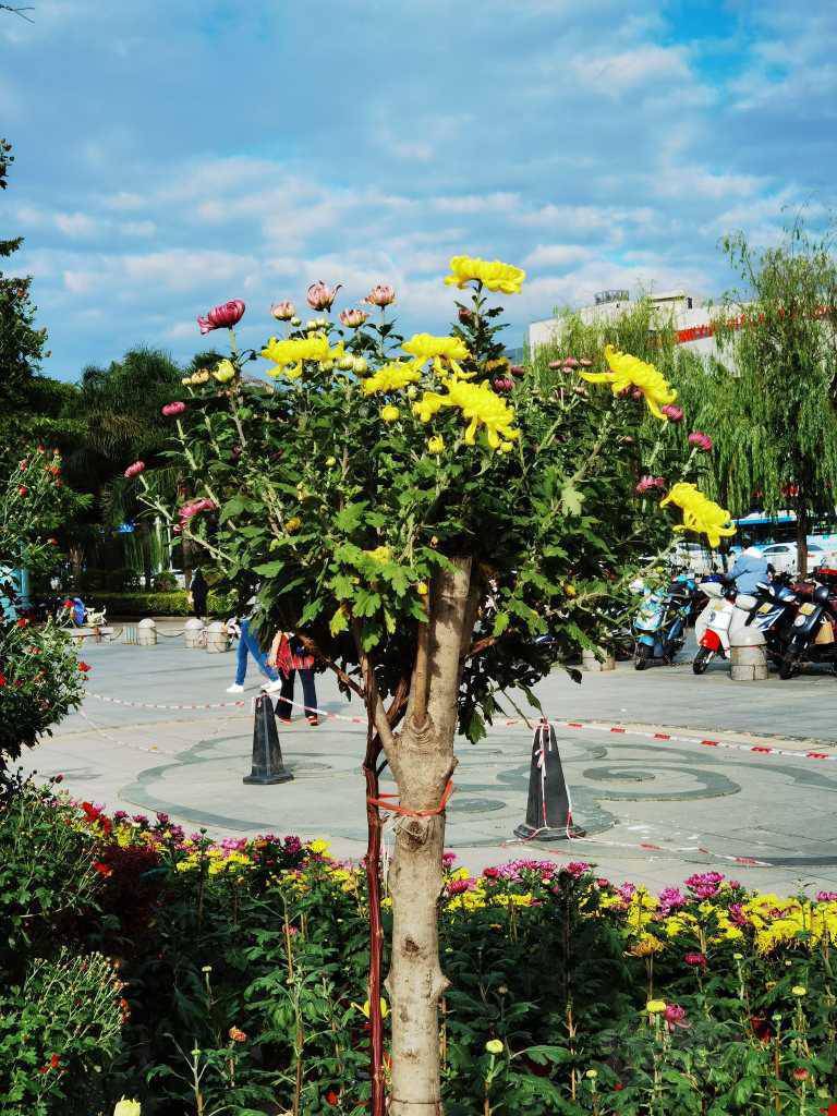 【交流】菊树首见-图2