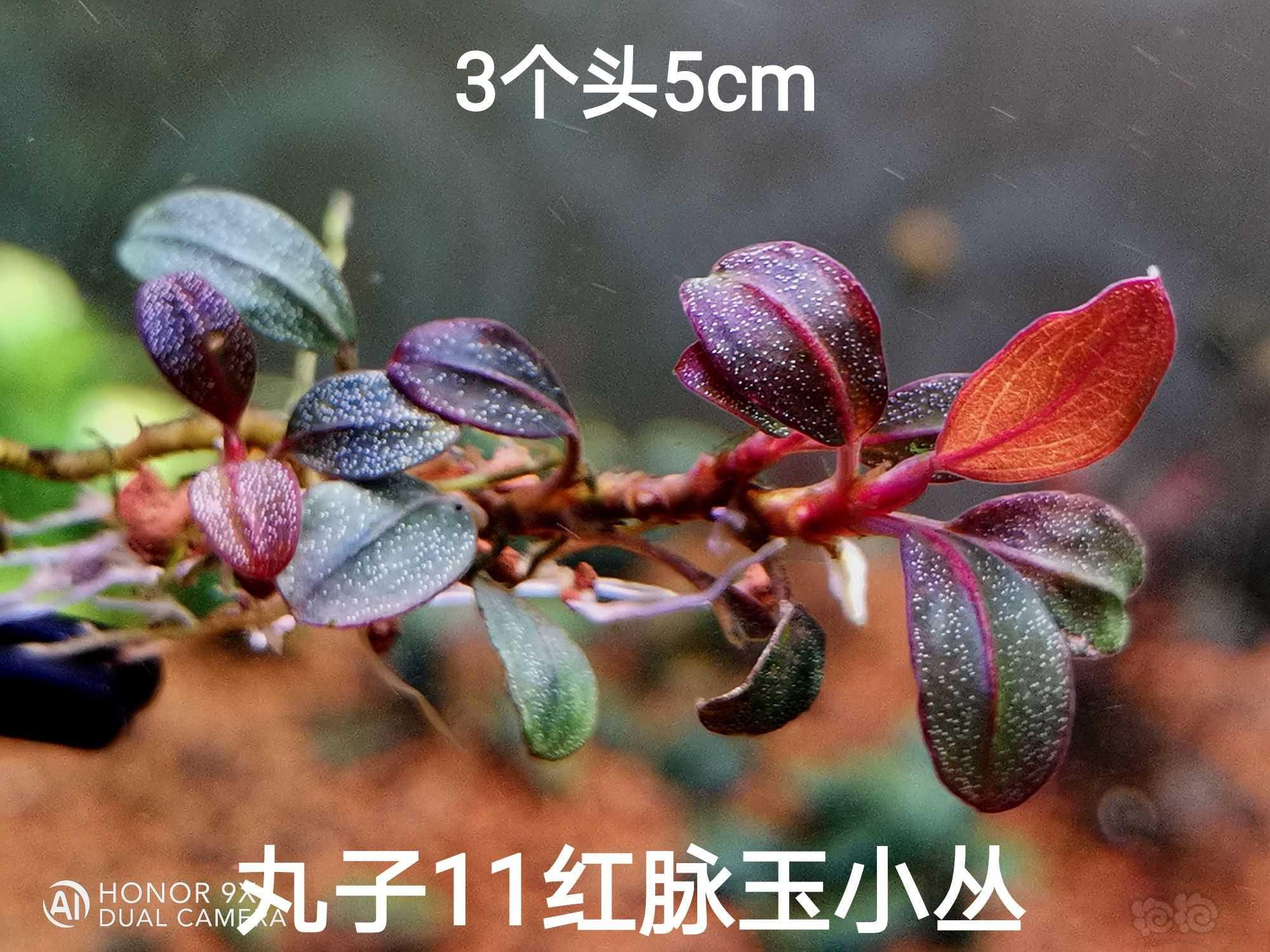 【辣椒榕】白马丸子11红脉玉-图1