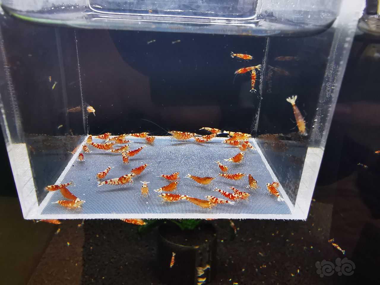 【虾】2021-10-28#RMB拍卖红花虎小虾一份50只-图1