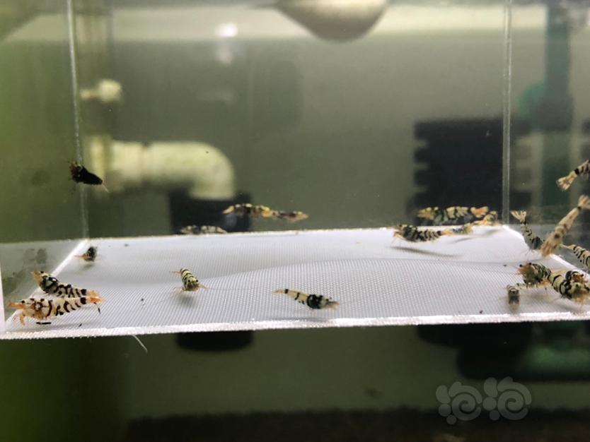 【虾】2021-10-3日#RMB拍卖黑花虎20只-图5