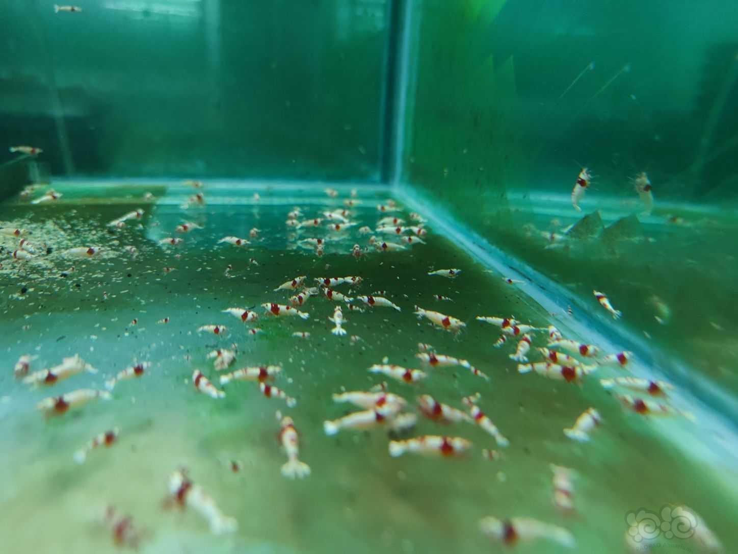 红白纯血水晶虾，百元套餐-图2