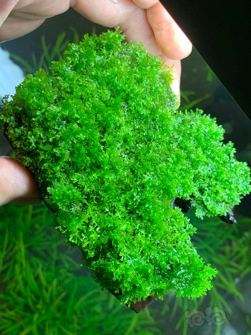 【水草】2021-10-3#RMB拍卖珊瑚莫斯紫柚沉木定植一块-图3