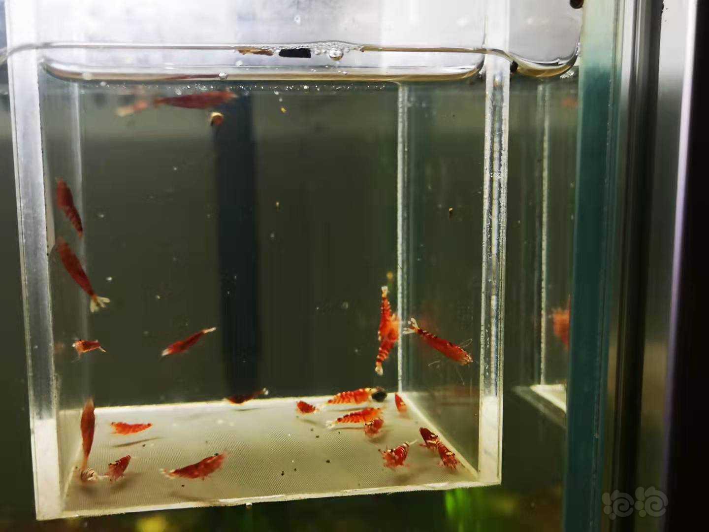 【虾】2021-10-20#RMB拍卖Mars血统深血红花虎一线缸-图3