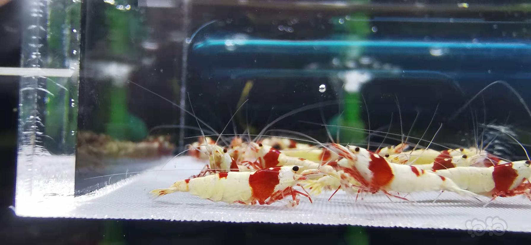 【虾】2021-10-13#RMB拍卖红白水晶虾一份25只-图5