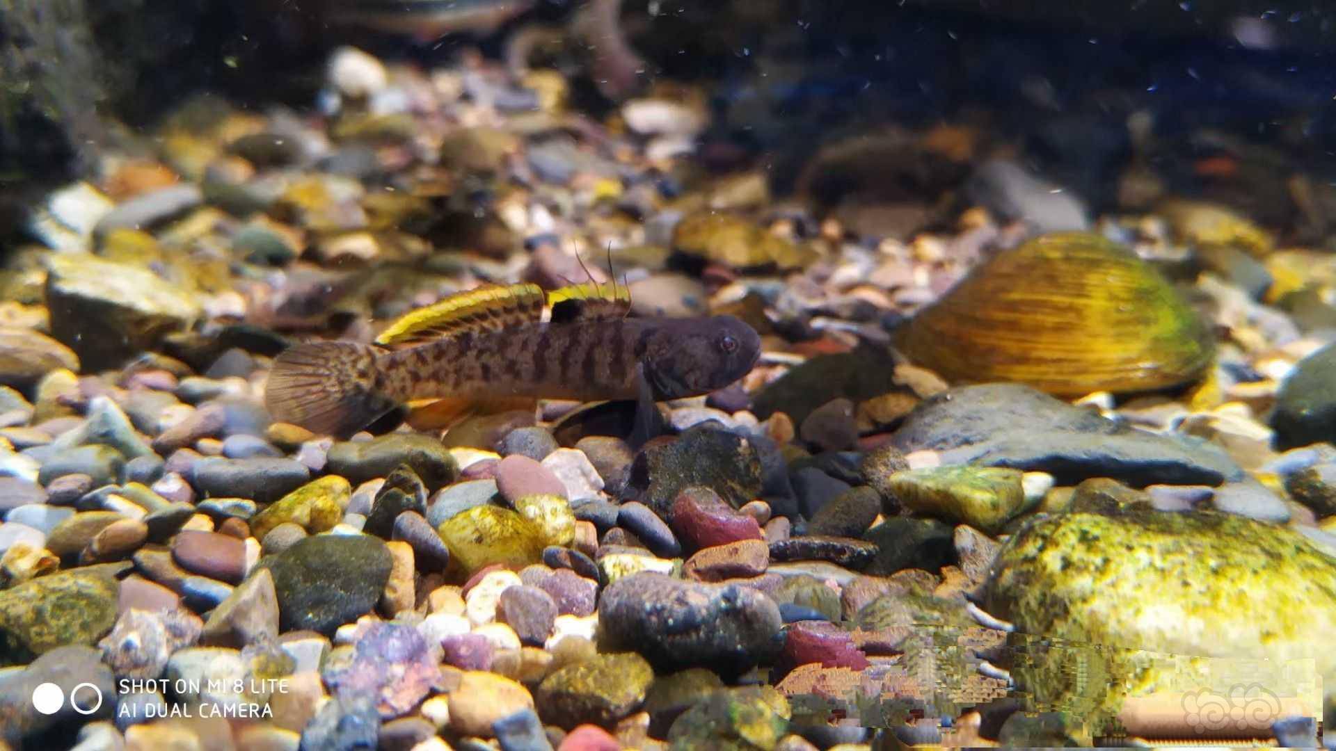 出点粘皮鲻虾虎,皮实好养-图2