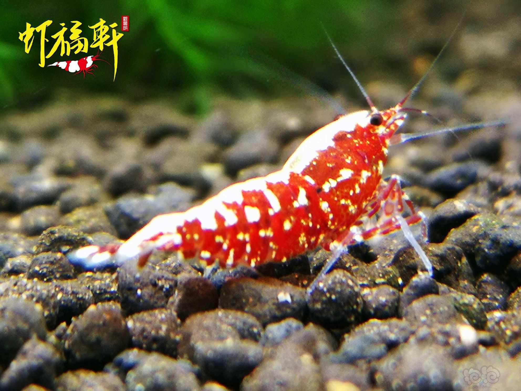 【虾】2021-10-13#RMB拍卖#红银河星钻新成2只-图2