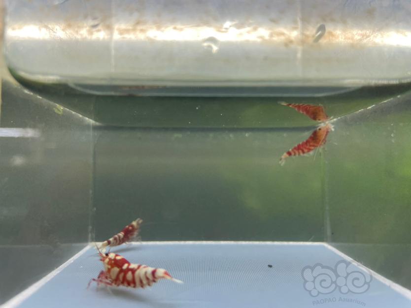 【虾】2021-10-21#RMB拍卖#太极红花虎3只-图3