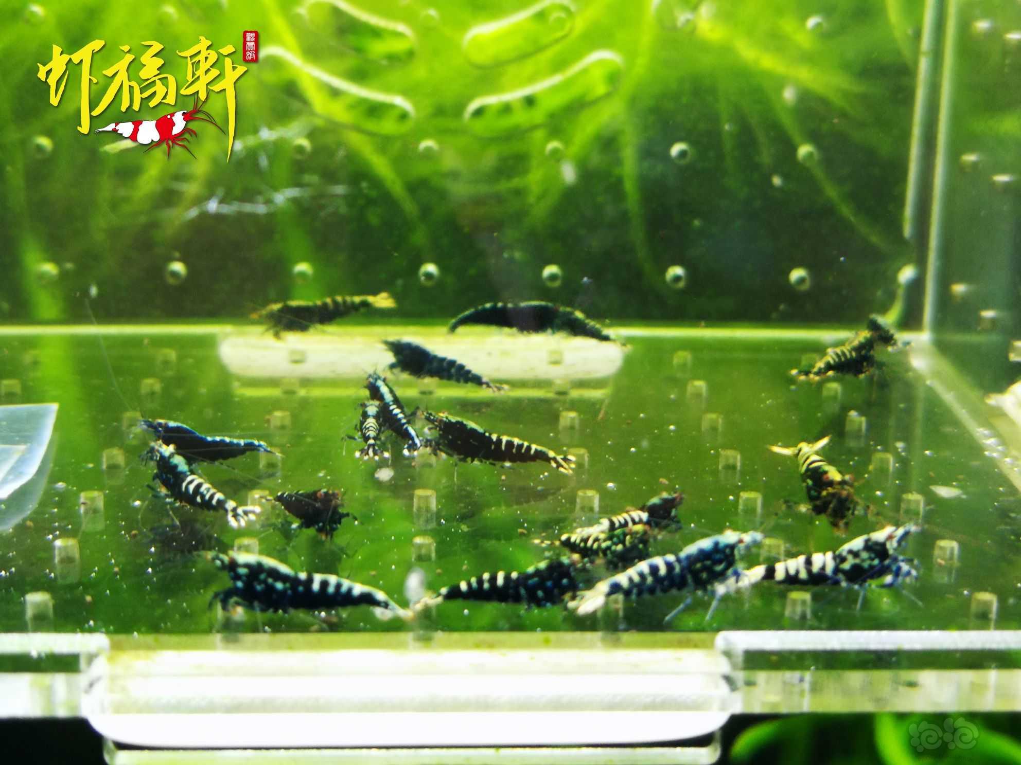 【虾】2021-10-13#RMB拍卖#黑银河星钻淘汰苗20只-图1