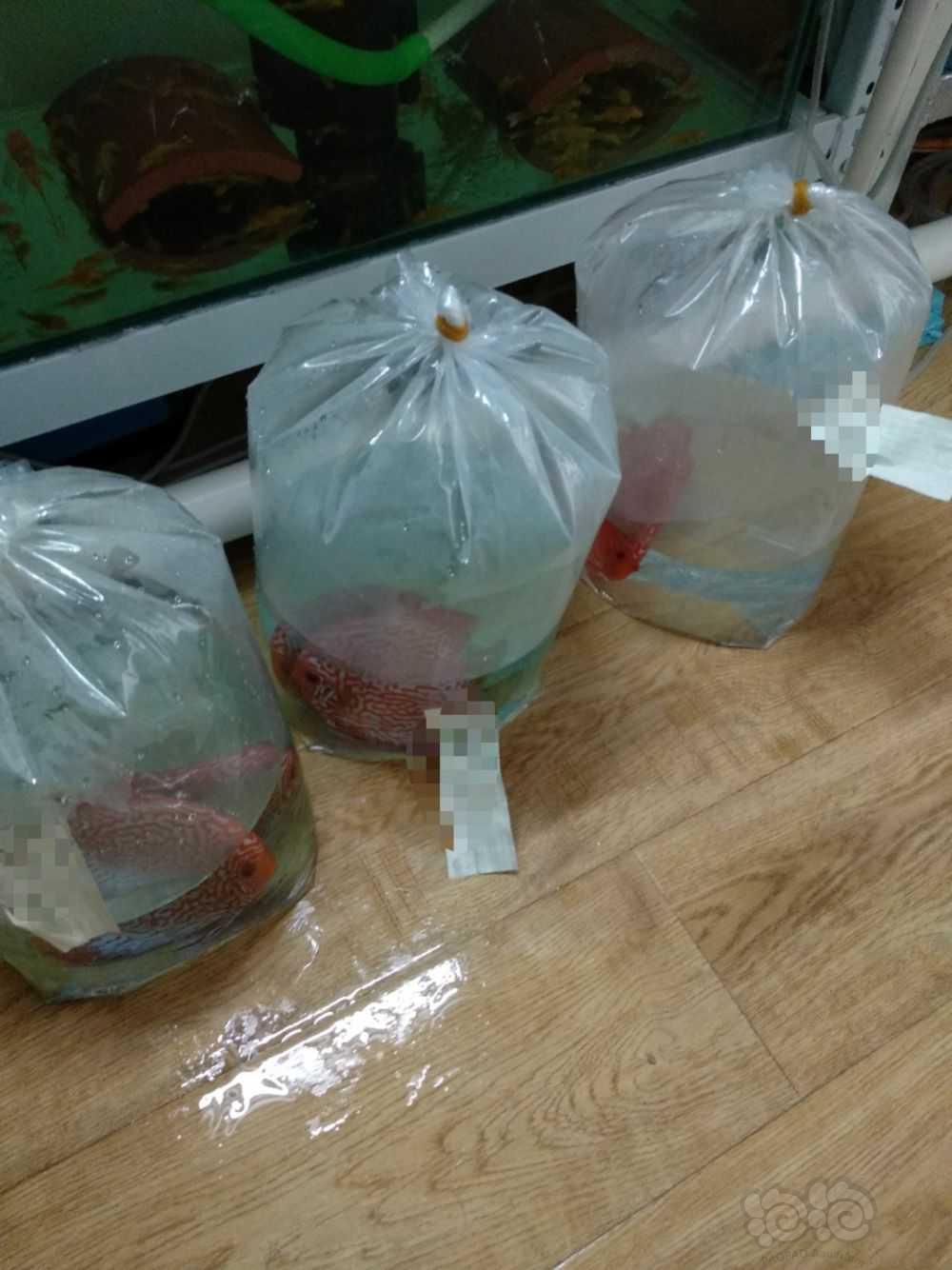 青岛市北区出售鸽子种鱼-图4