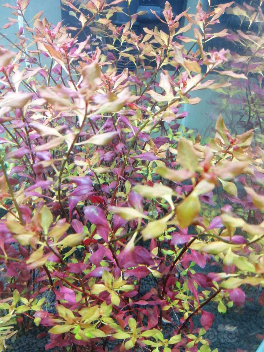 浙江出紫红丁香100棵，状态很好，如图。-图3