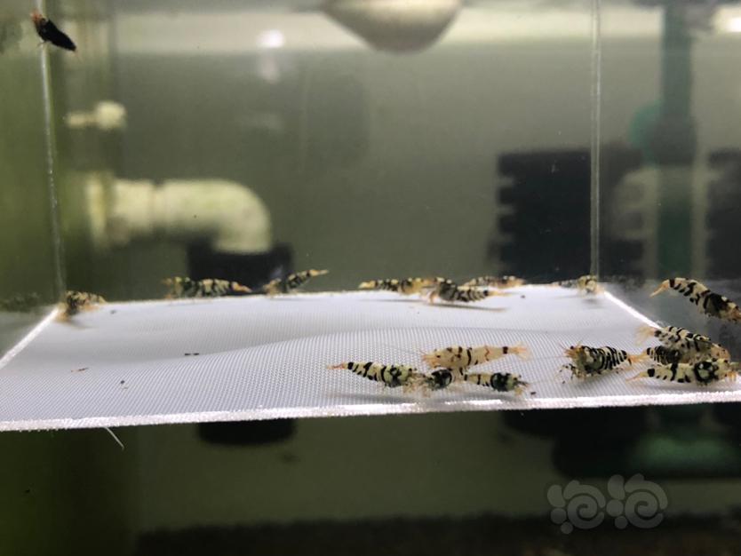 【虾】2021-10-3日#RMB拍卖黑花虎20只-图9