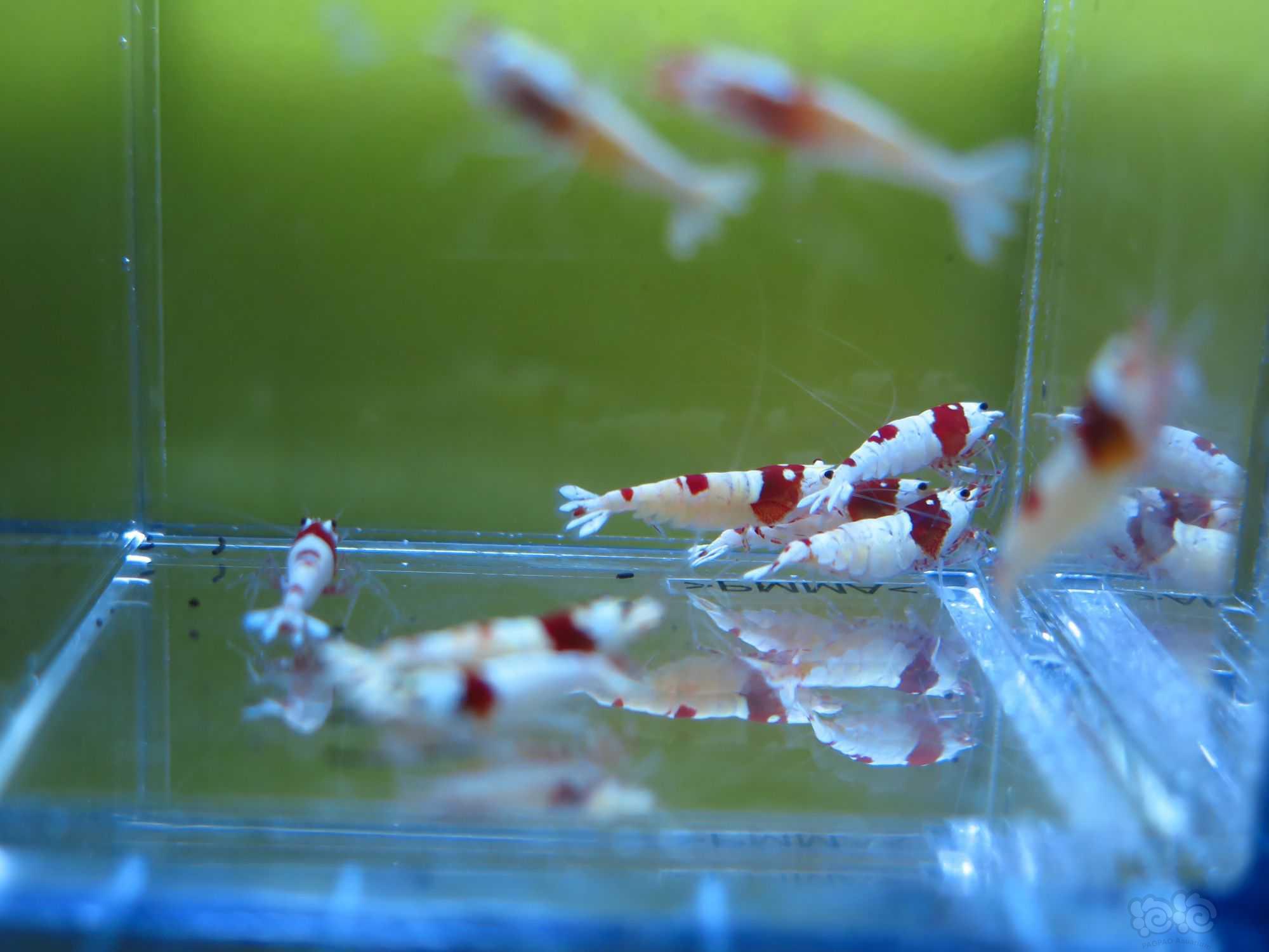 广东出10只红白水晶虾繁殖组-图3
