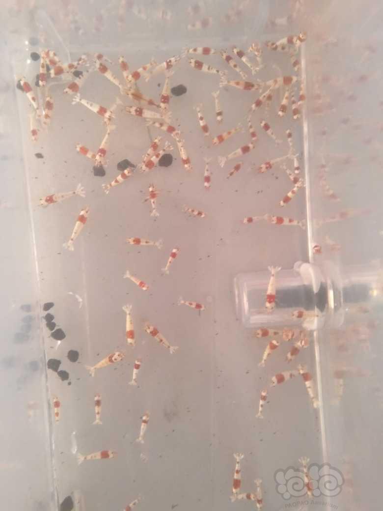 【虾】2021-10-21日#RMB拍卖纯红白水晶苗子100只-图2