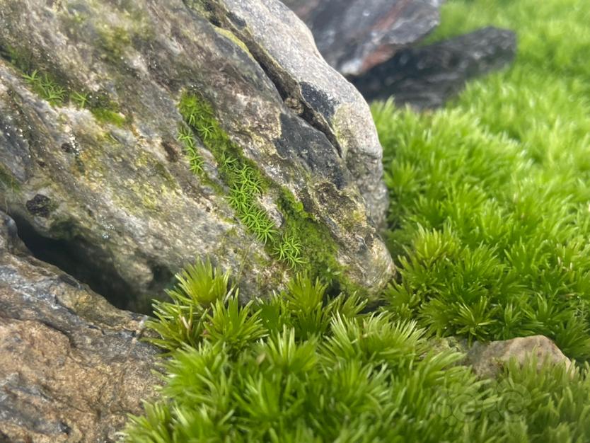 【微景观】自然攀附石头的苔藓-图1