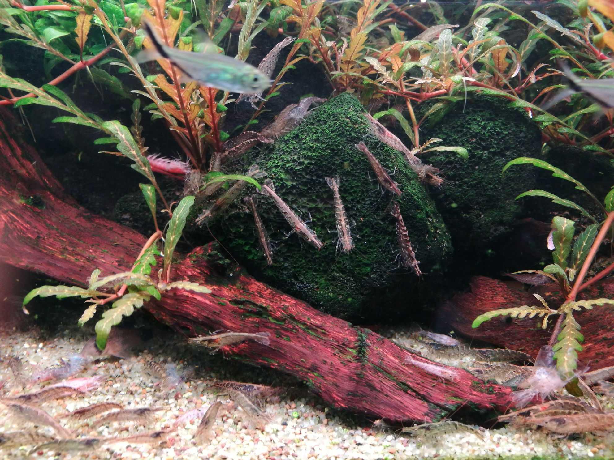 一斤黑壳虾（密集恐惧症慎看）-图5