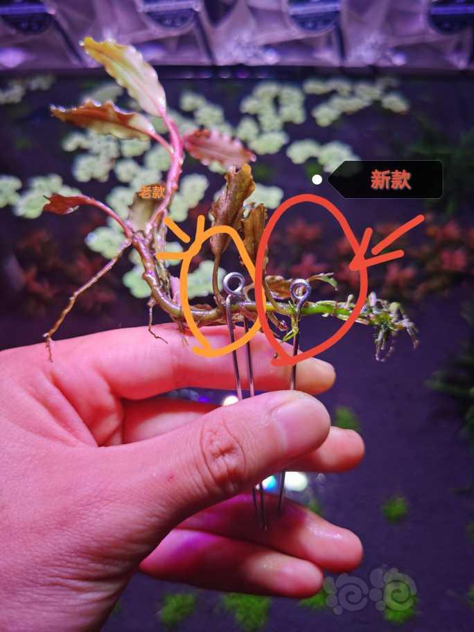 辣椒榕定值器，适用于各种扎根类水草-图6