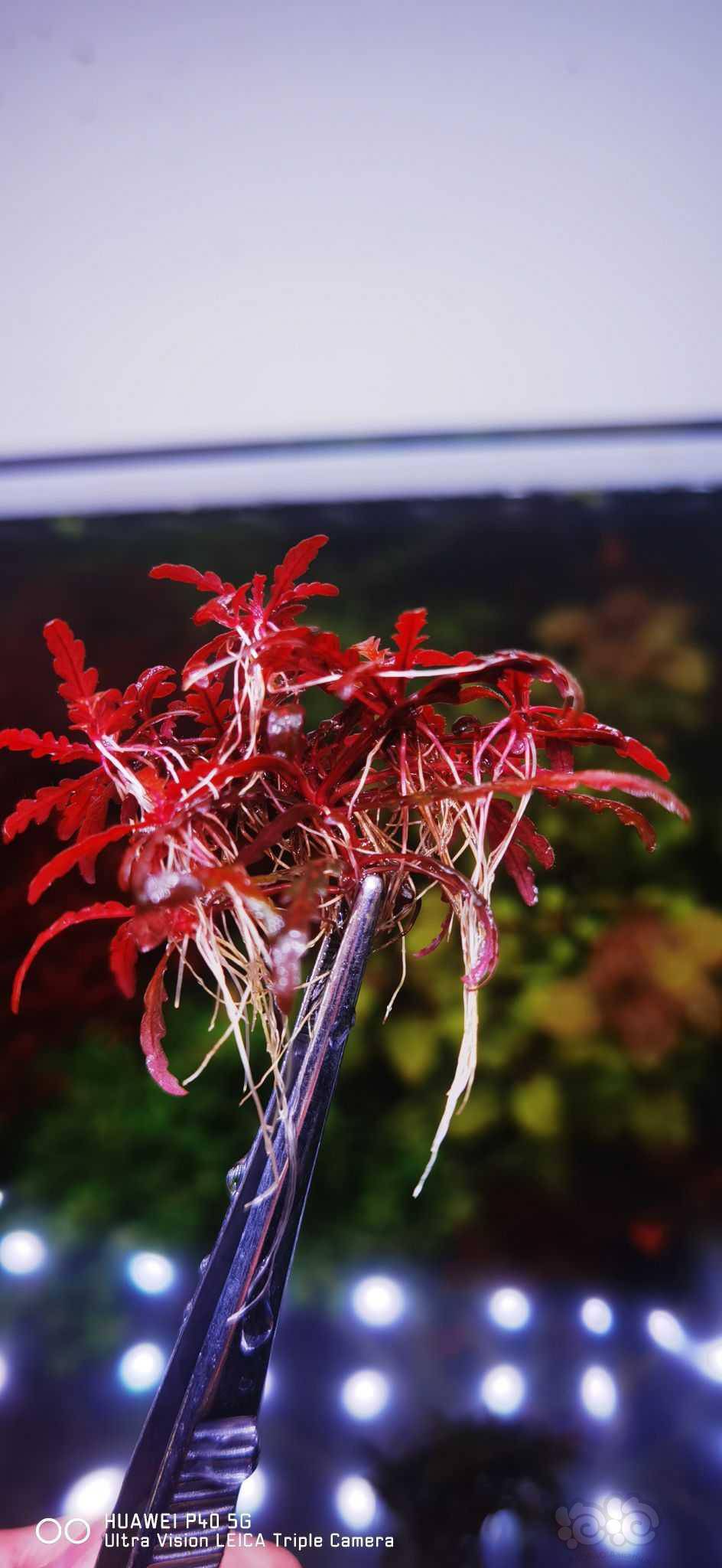 迷你版羽裂水蓑衣-图1