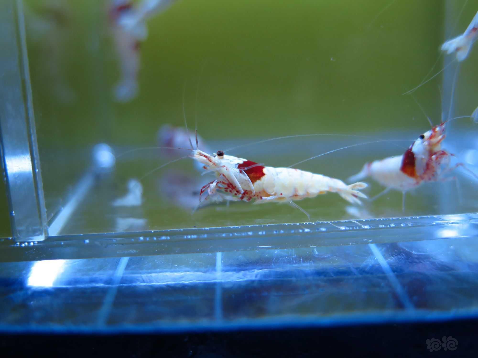 广东出10只红白水晶虾繁殖组-图7