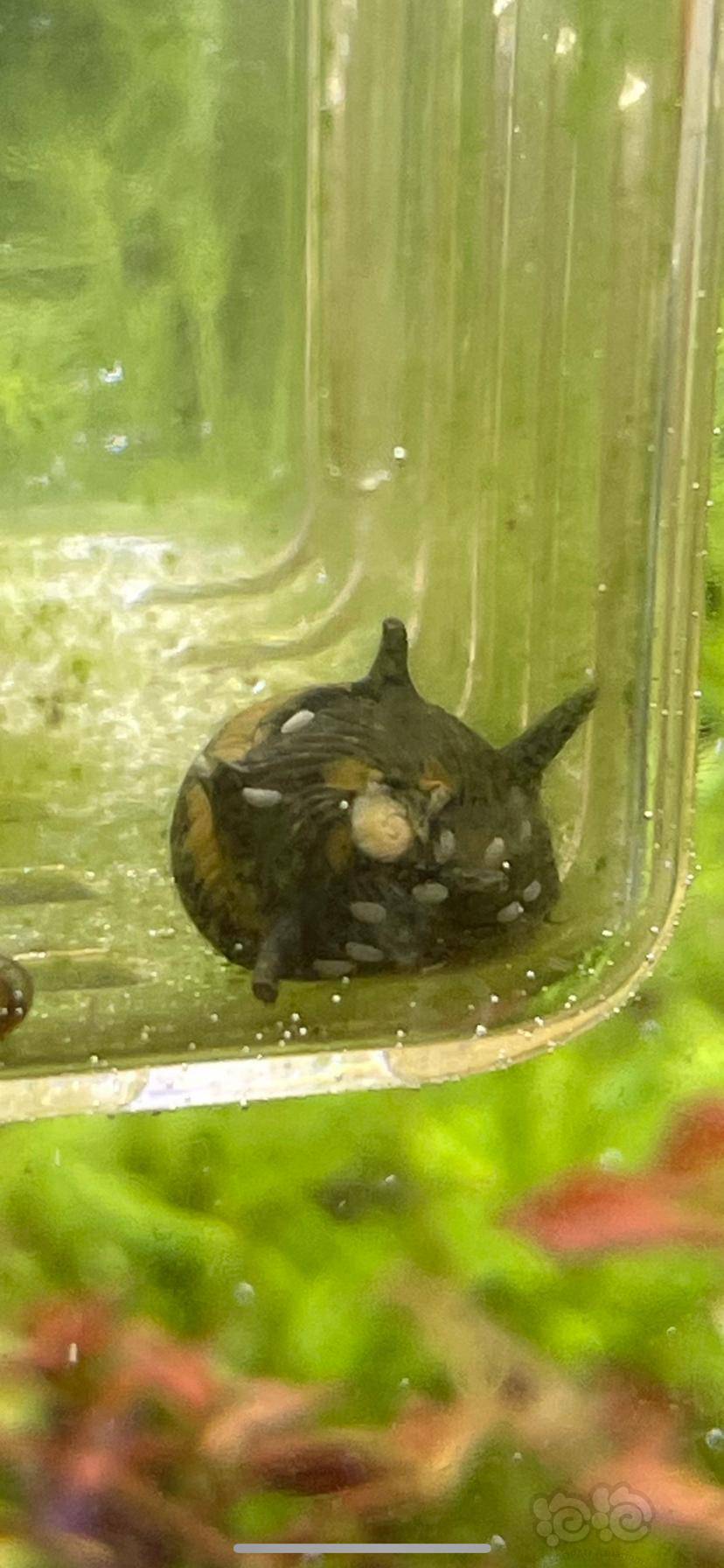 蜜蜂角螺身上神秘的白点