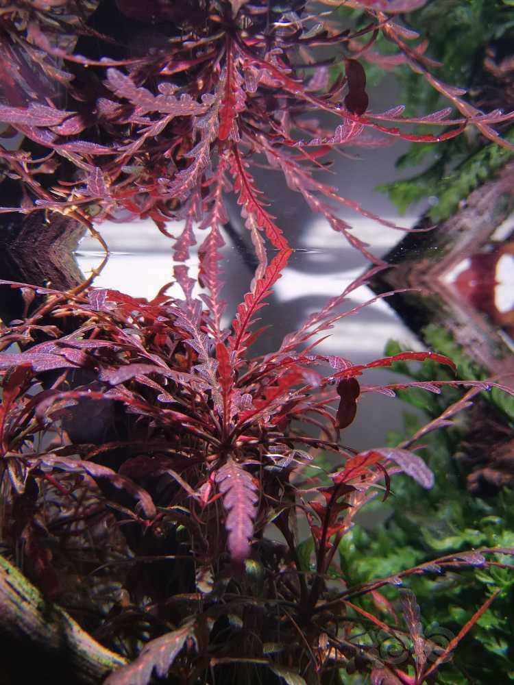 普通蓑衣草-图2