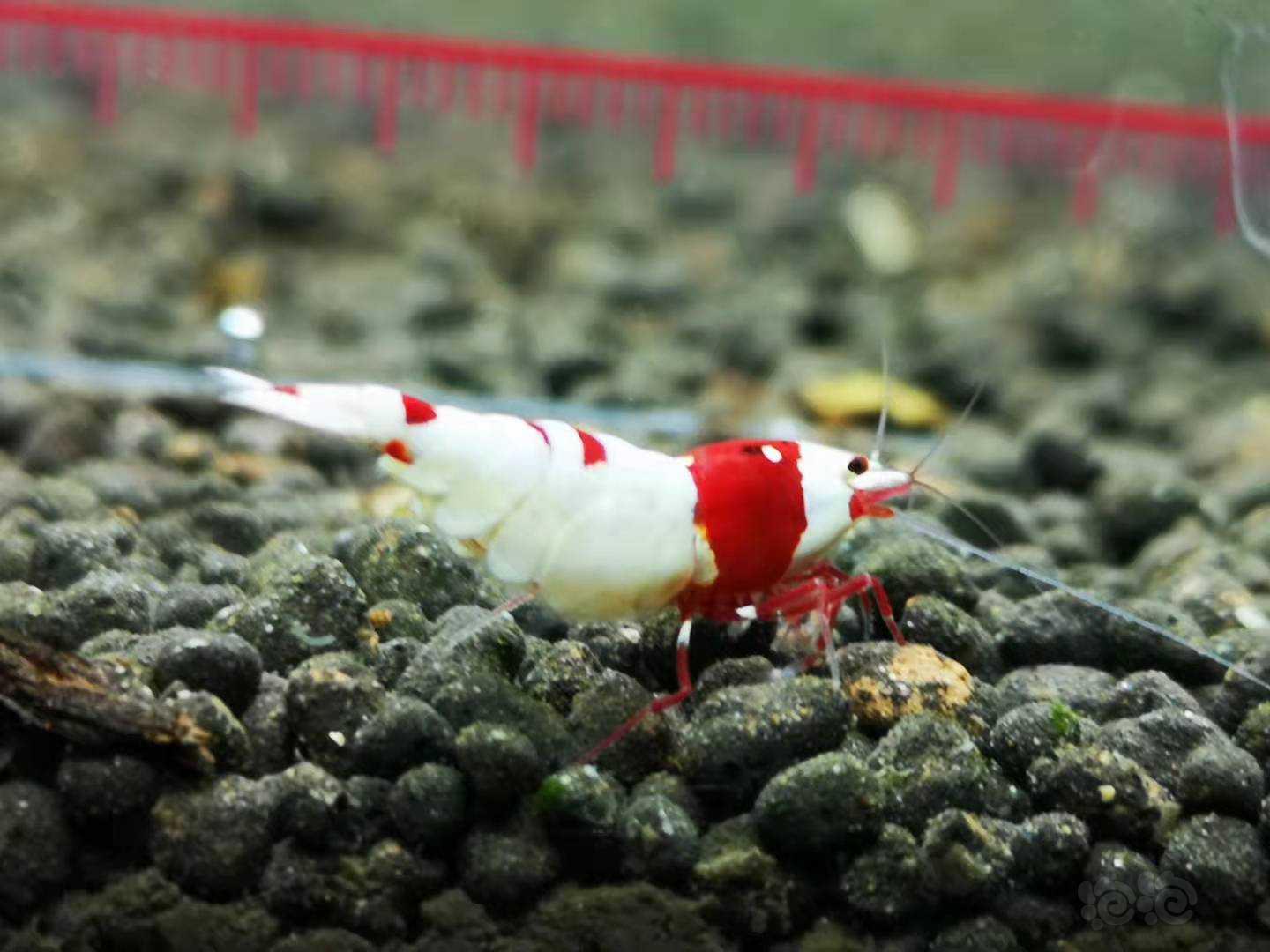 【虾】2021-10-28#RMB拍卖精品红白繁殖组-图3