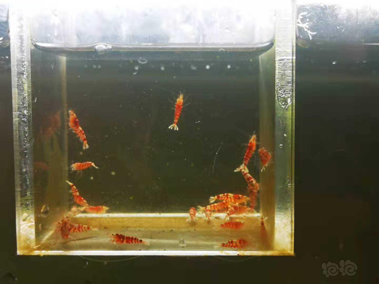 【虾】2021-10-18#RMB拍卖Mars血统红花虎一线缸苗-图1