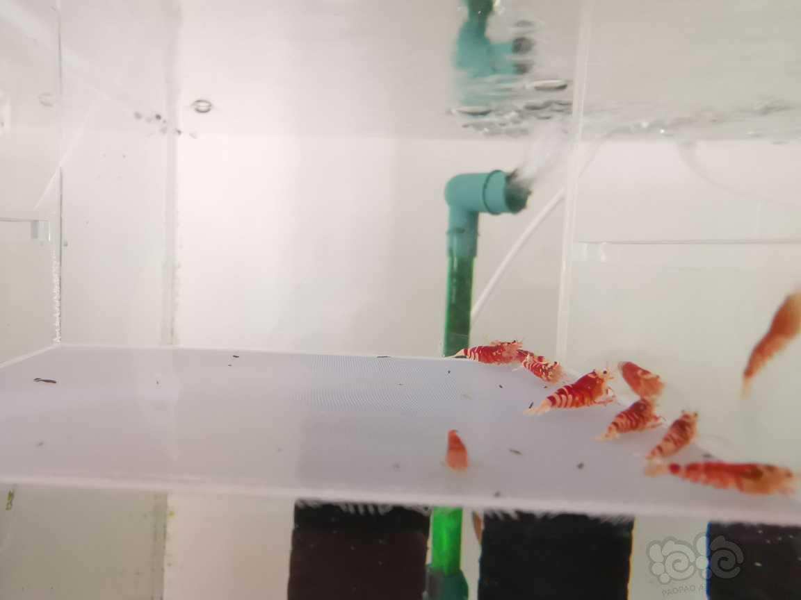 【虾】2021-10-16#RMB拍卖红花虎水晶虾12只-图1