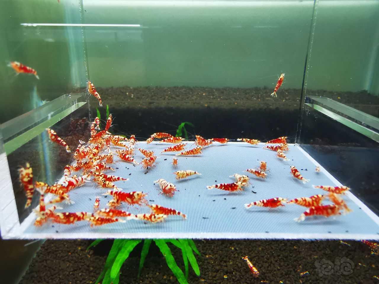 【虾】2021-10-16#RMB拍卖#红花虎苗子一份80只：-图5