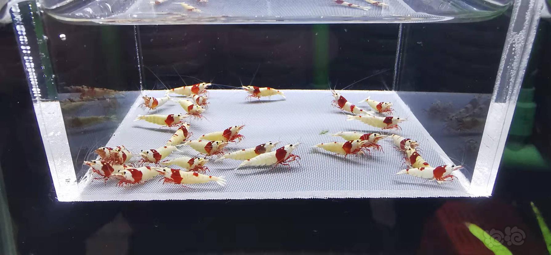 【虾】2021-10-13#RMB拍卖红白水晶虾一份25只-图3