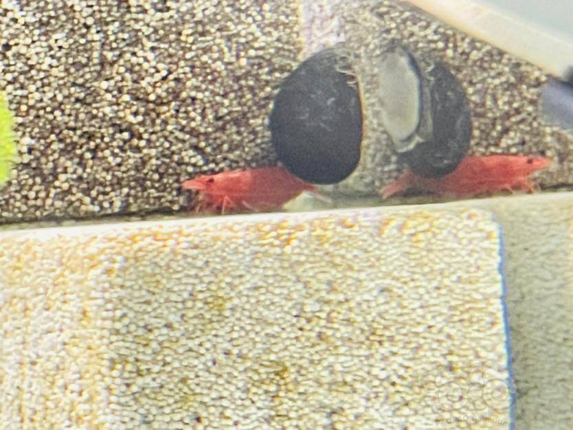 樱花虾，金刚螺-图6