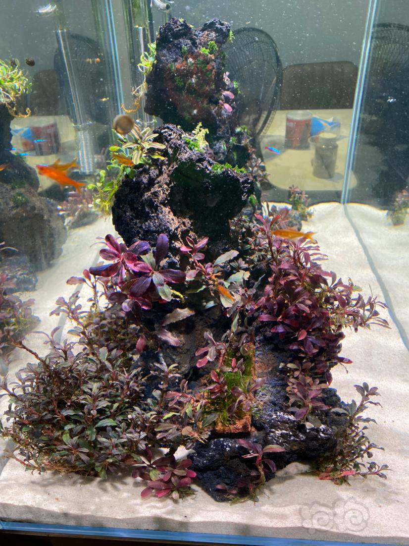 挑战一下无泥辣椒榕缸-图3