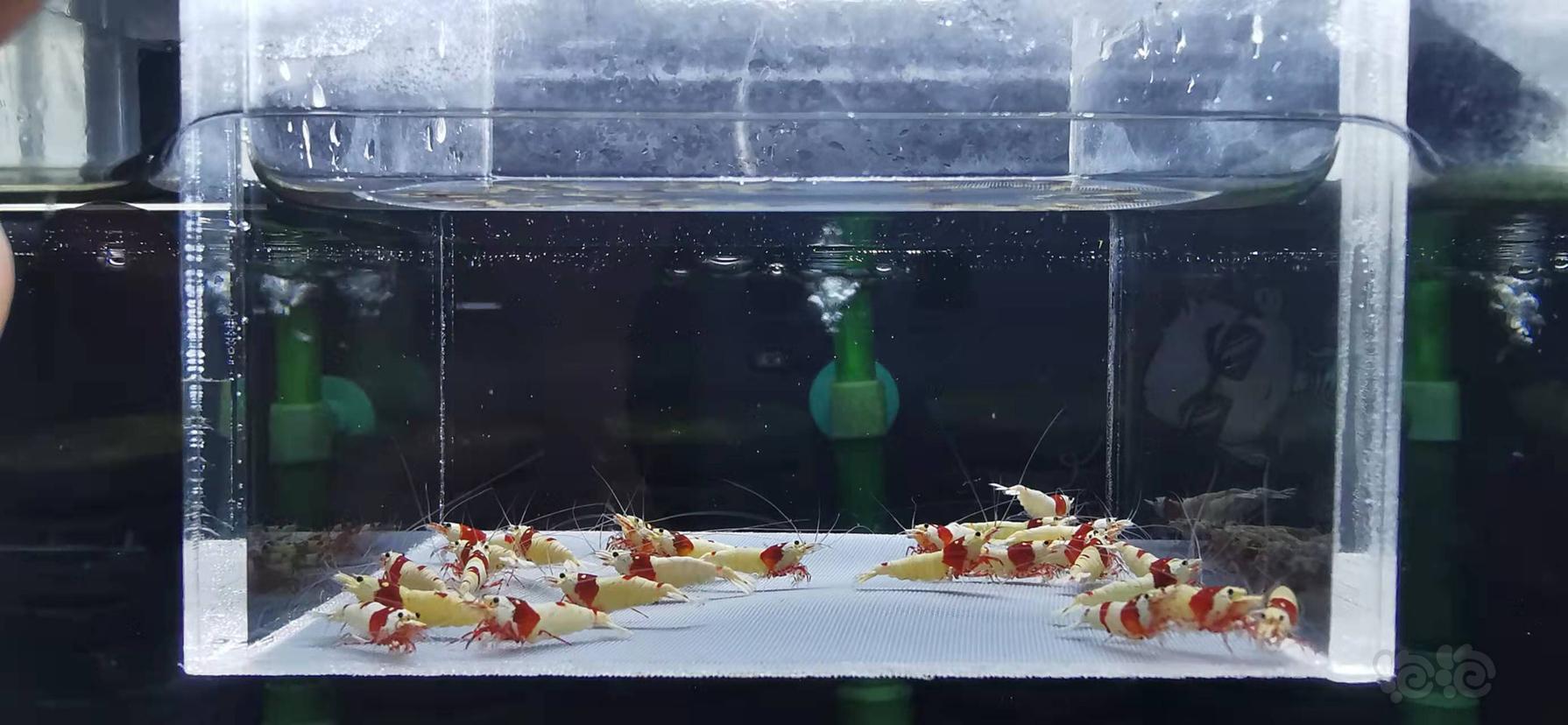 【虾】2021-10-13#RMB拍卖红白水晶虾一份25只-图4