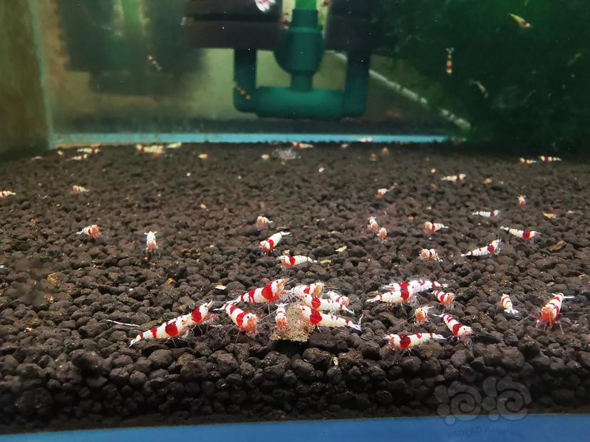 【虾】2021-10-23#RMB拍卖红白幼虾一组100只-图2