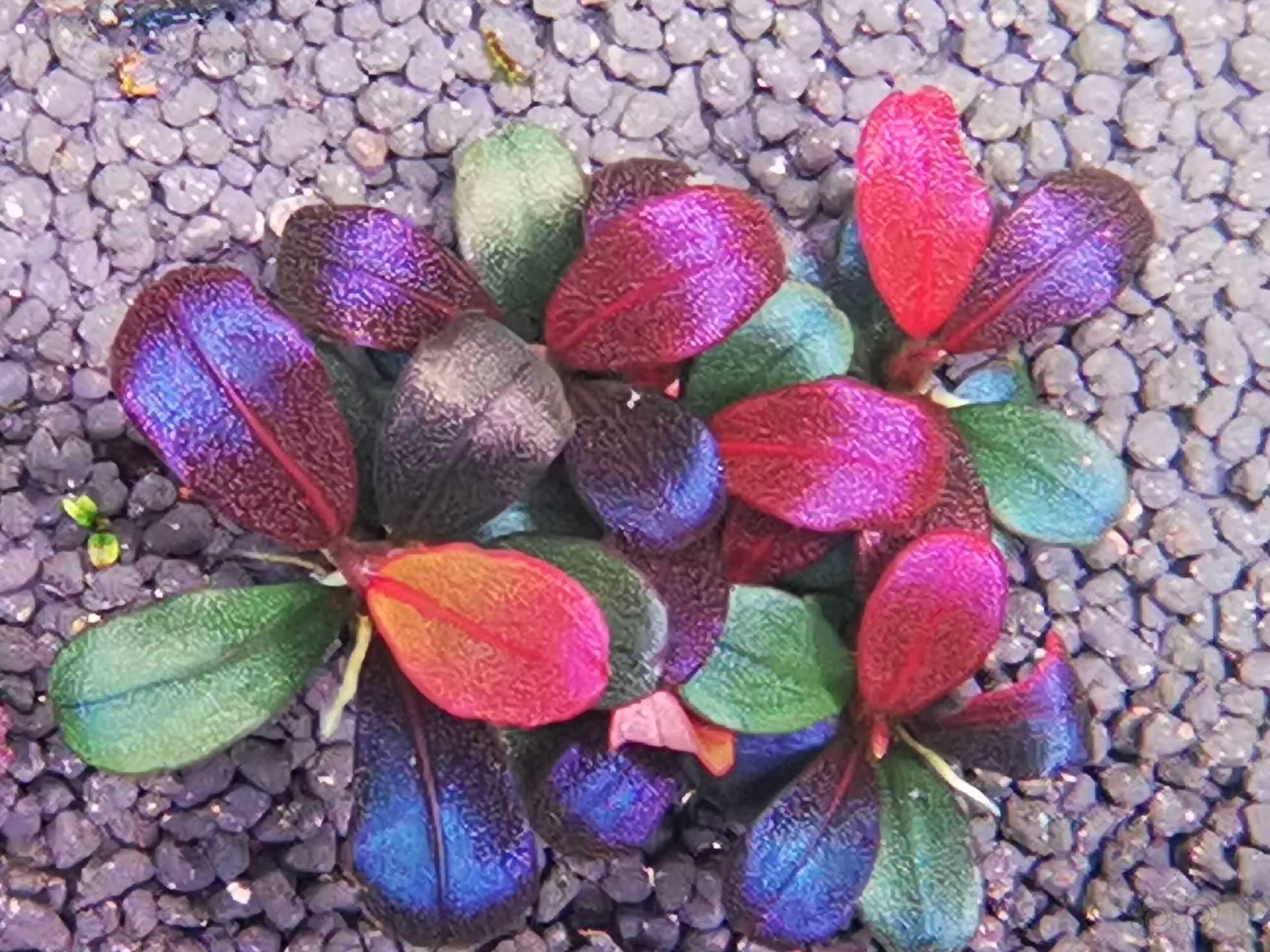 紫冥王-图1