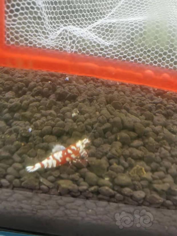 【水晶虾】出红花虎繁殖组-图3