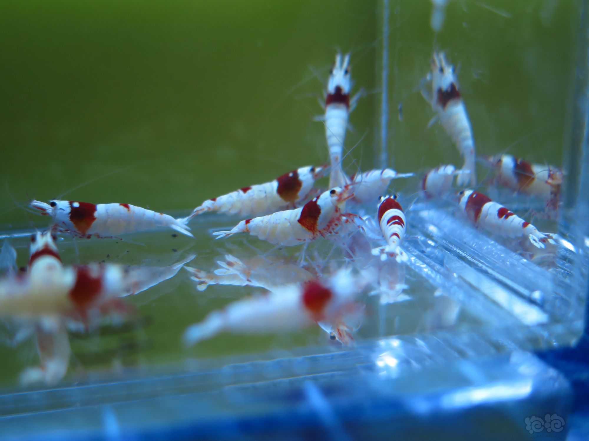 广东出10只红白水晶虾繁殖组-图1